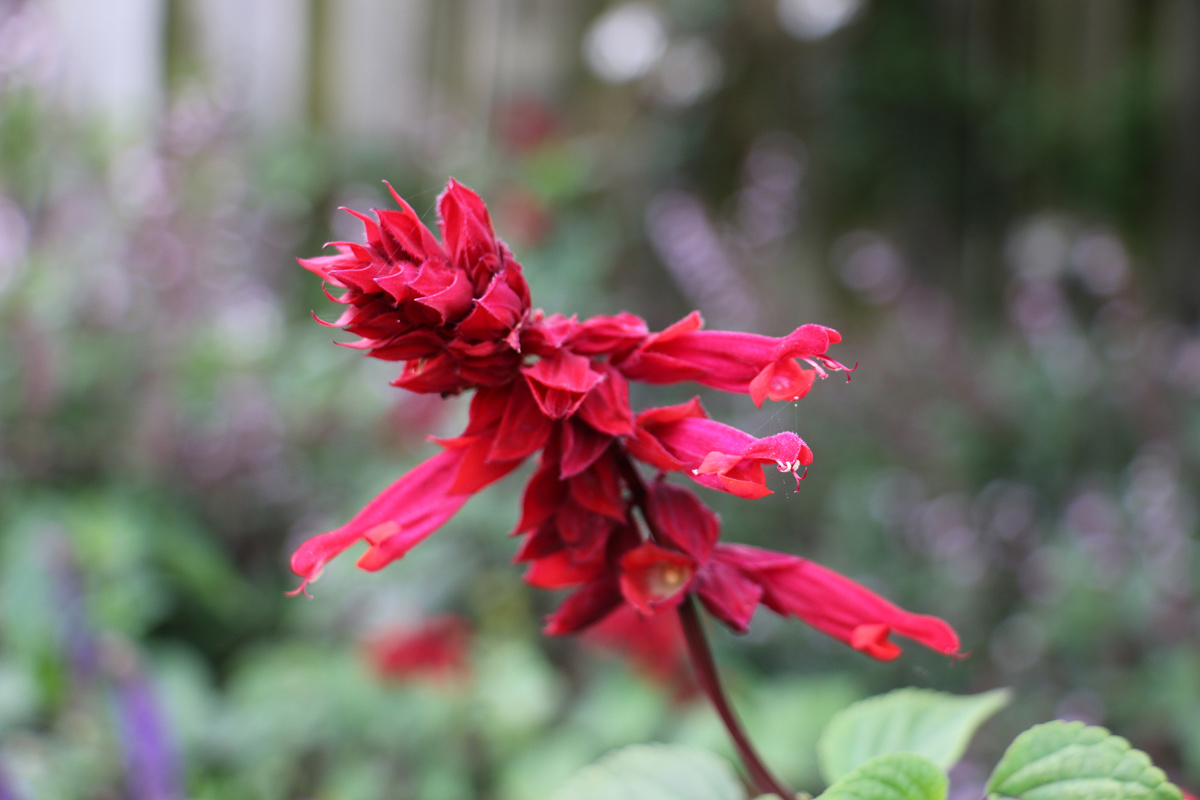 Salvia splendens Van Houttei (1).jpg